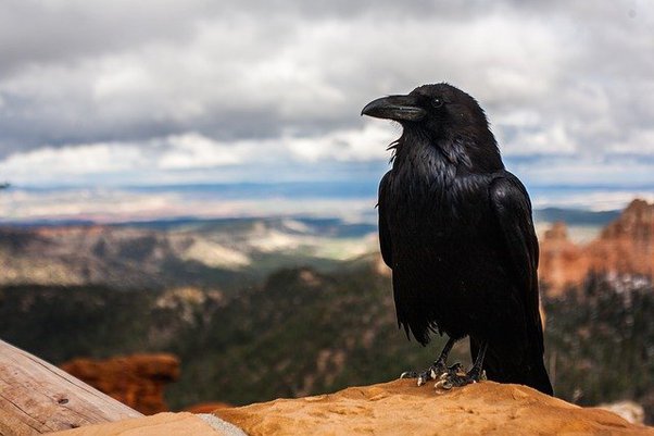 spiritual meaning of crow pooping on you