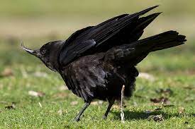 Spiritual Meaning Of Crow Pooping On You