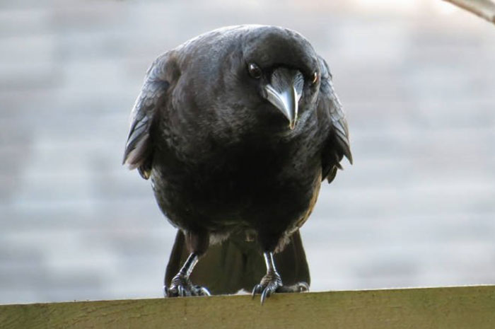 Crow Poop as a Message from the Spirit World