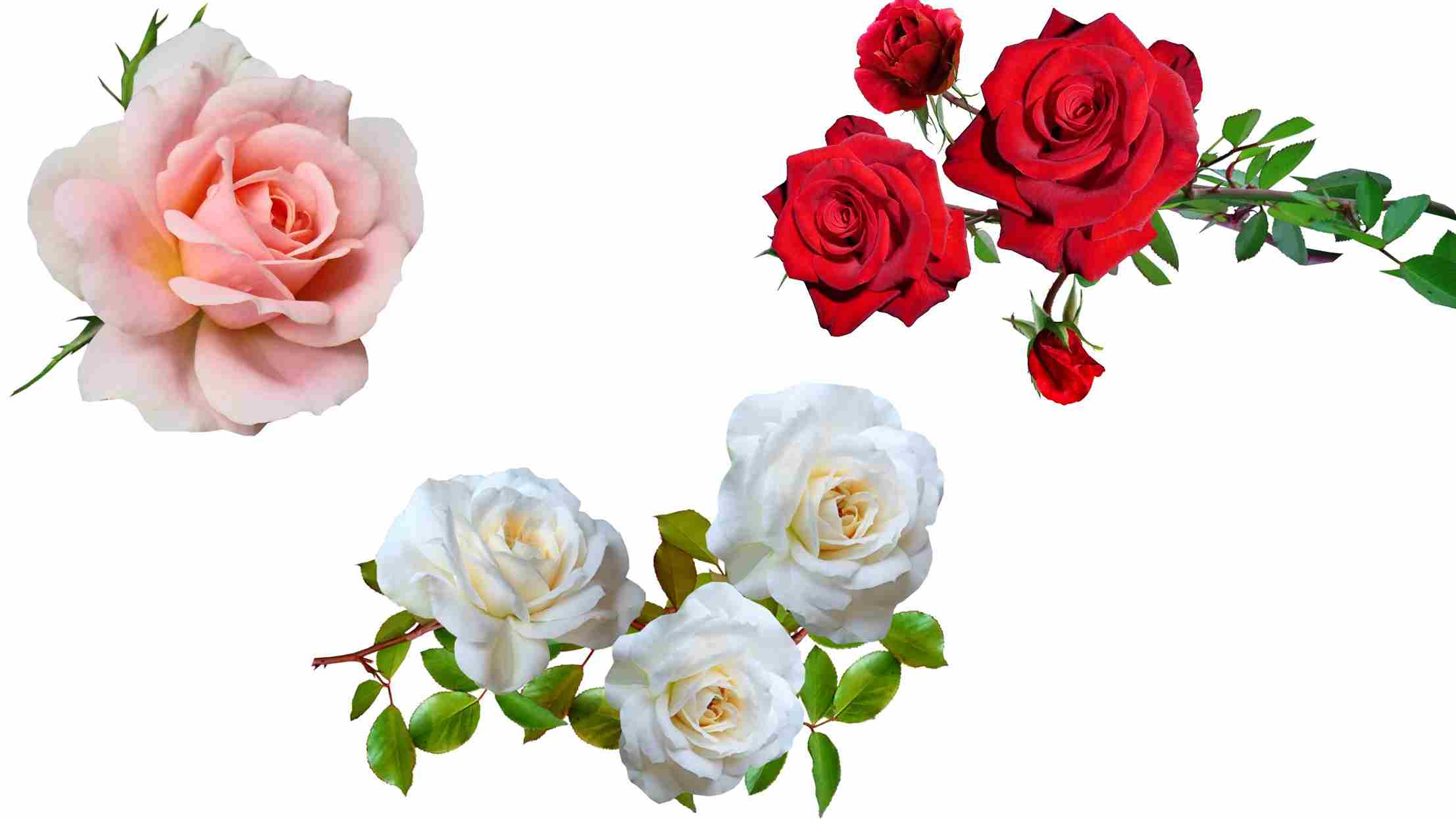 Smell of Roses Spiritual Meaning