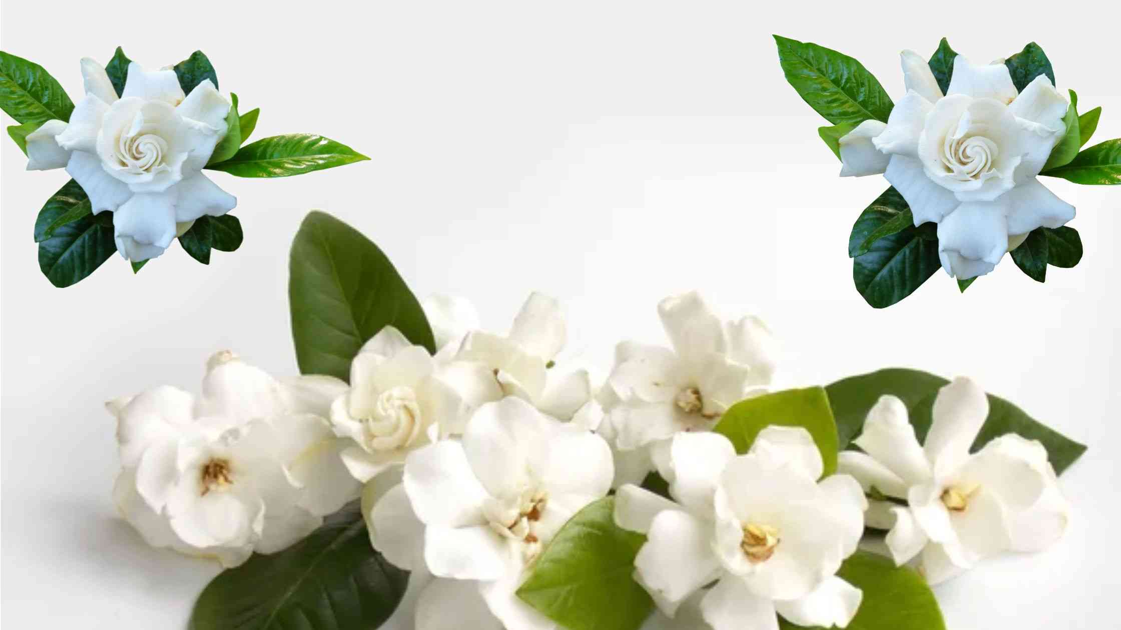 Spiritual Meaning of Smelling Gardenias