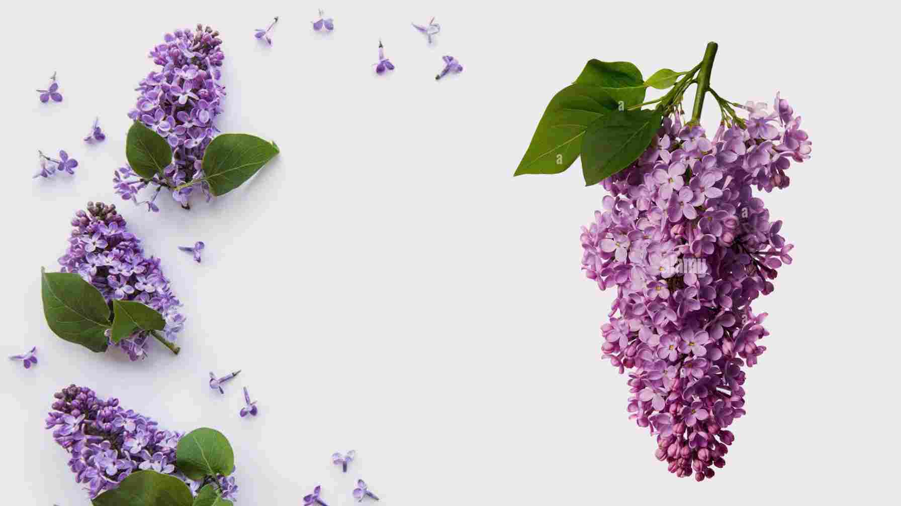 Spiritual Meaning of Smelling Lilacs