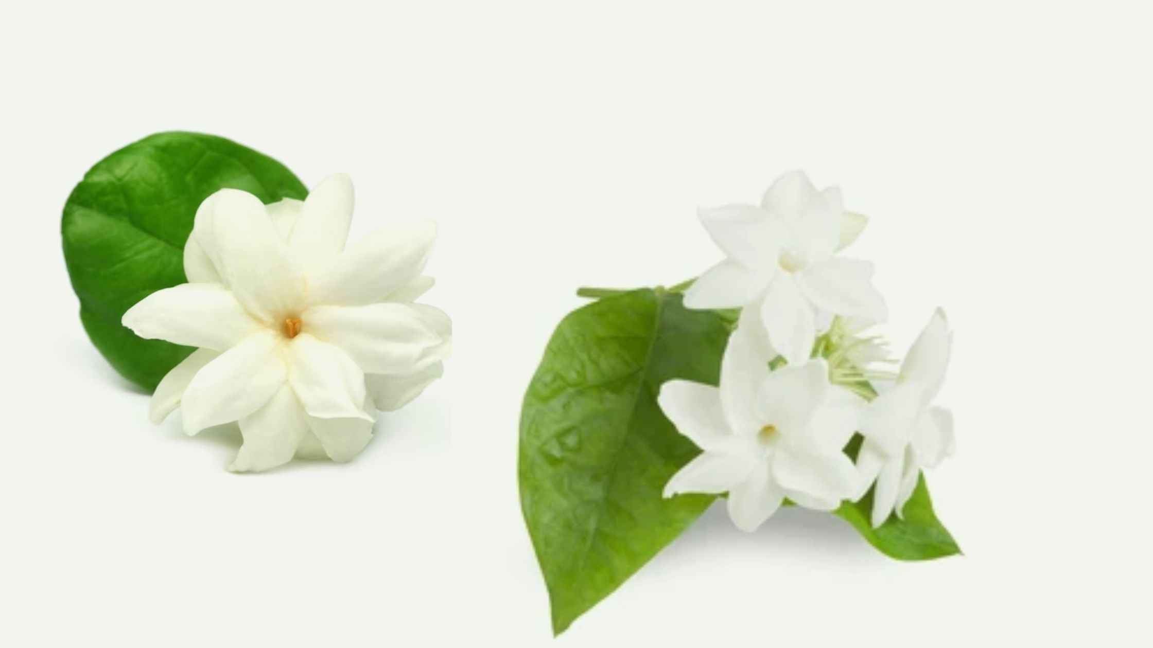 Spiritual Meaning of Smelling Jasmine