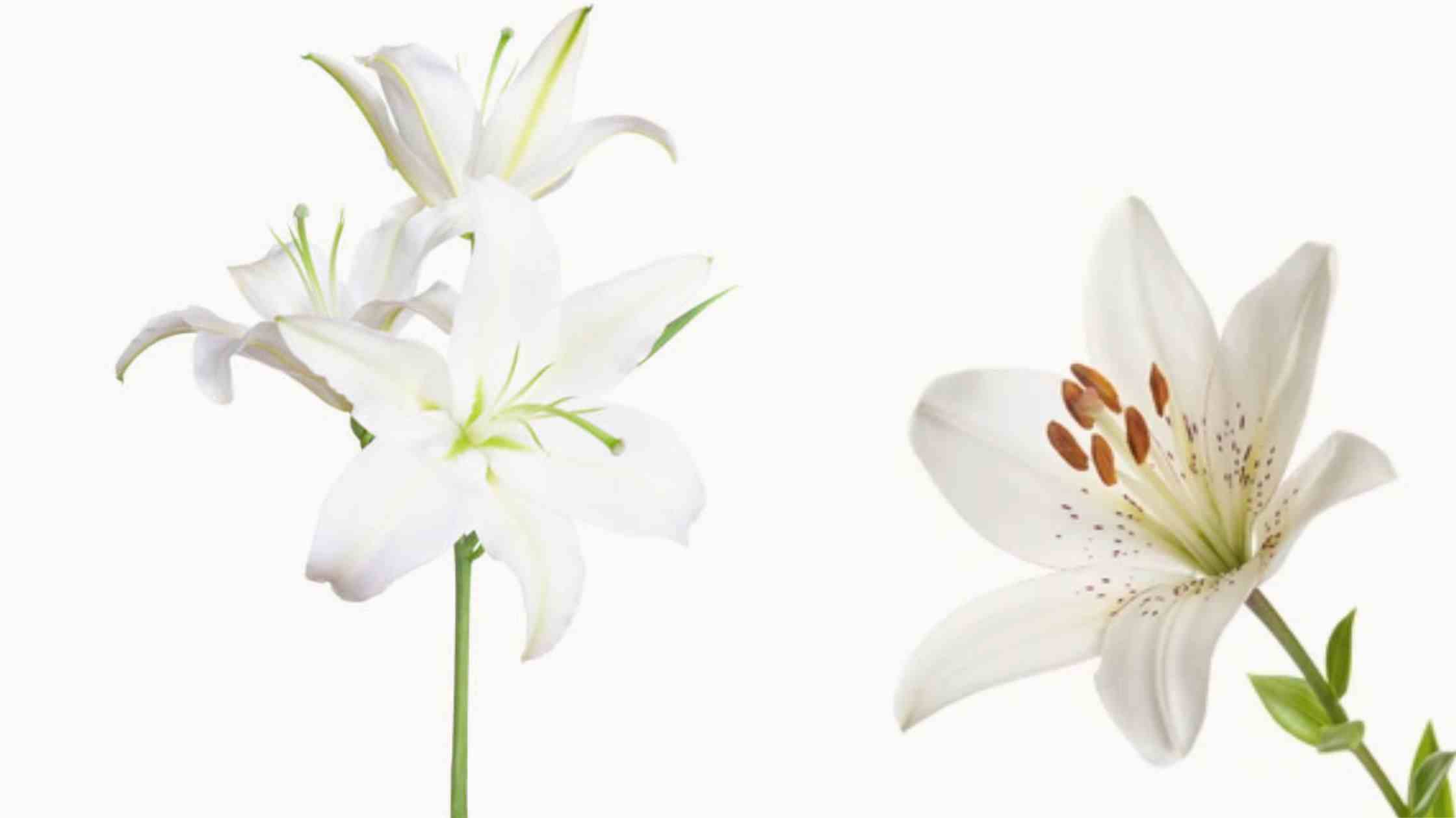 Spiritual Meaning of Smelling Lilies