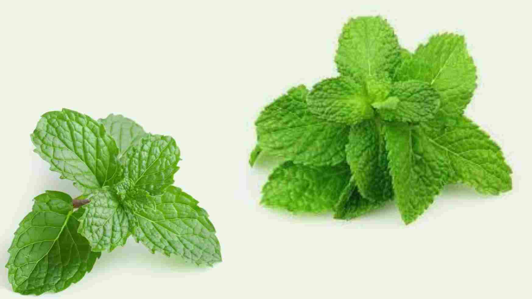 Spiritual Meaning of Smelling Mint