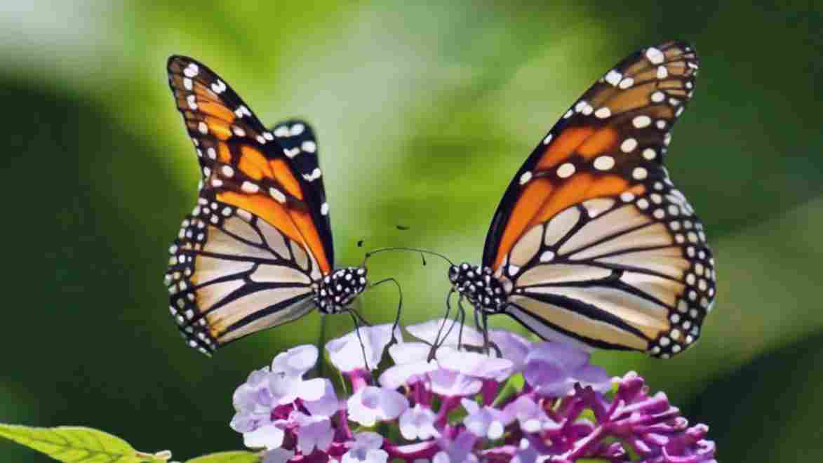 2 Butterflies Flying Together Spiritual Meaning