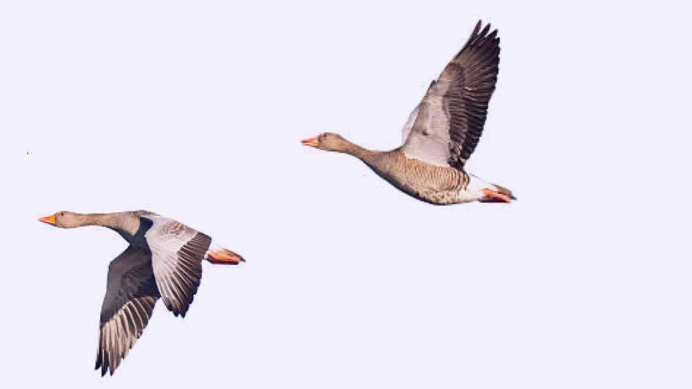 2 Geese Flying Spiritual Meaning