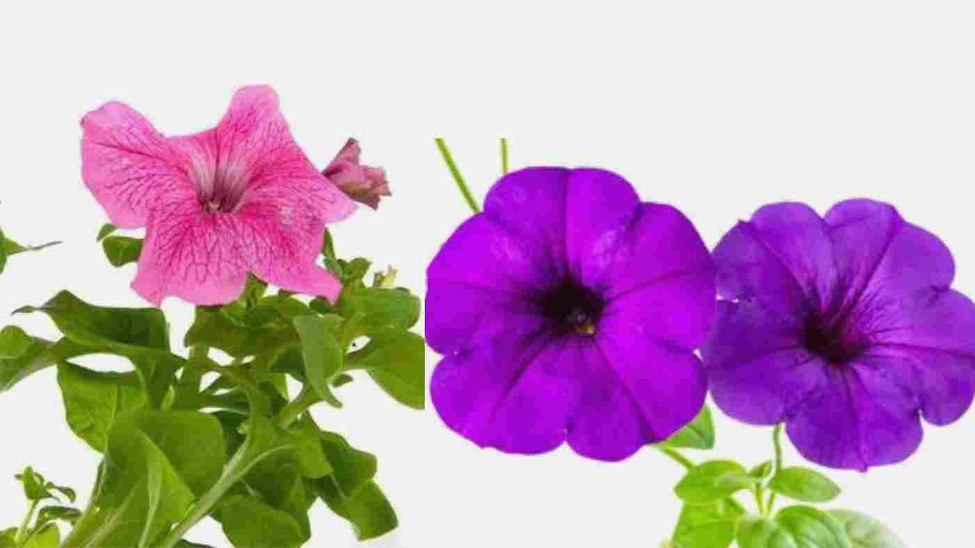Smell of Petunia Meaning Spiritual