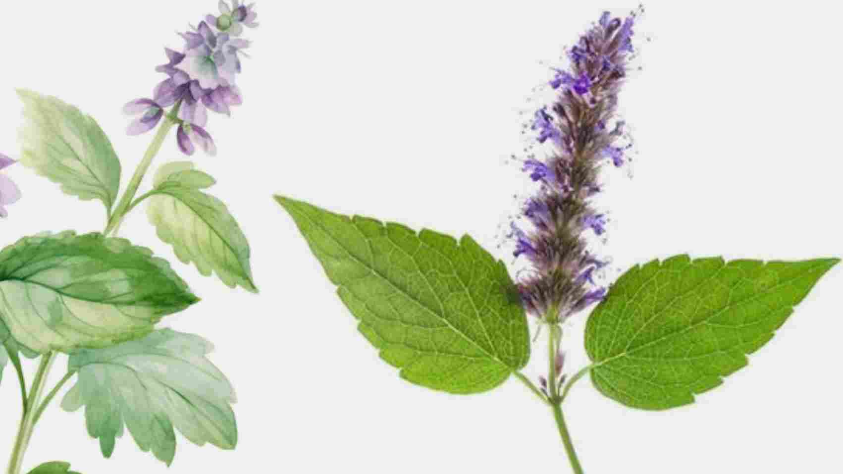 Smelling of Patchouli Spiritual Meaning
